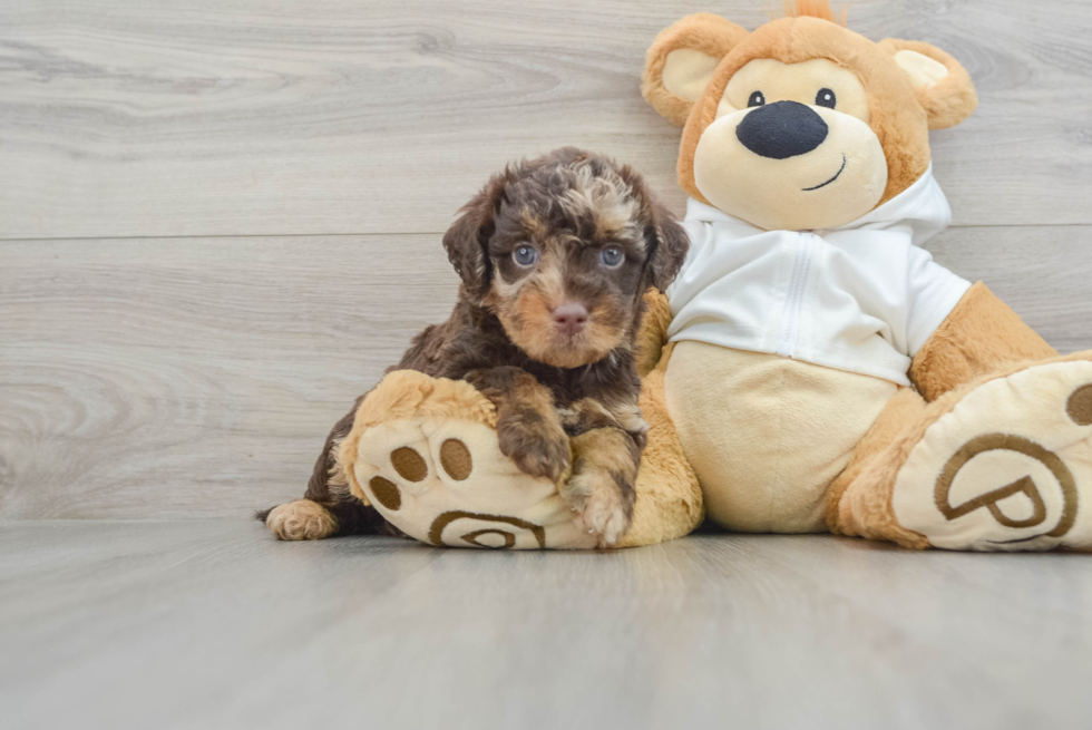 Funny Mini Labradoodle Poodle Mix Pup