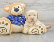 7 week old Mini Labradoodle Puppy For Sale - Lone Star Pups
