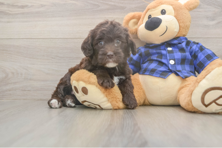 Cute Mini Labradoodle Baby