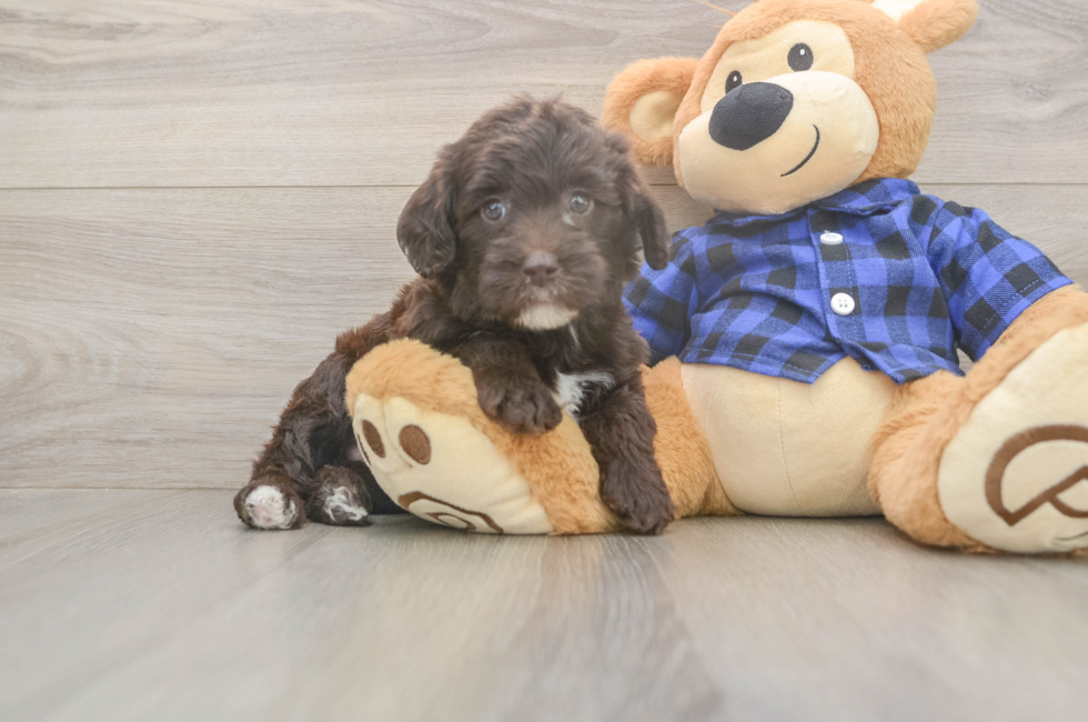6 week old Mini Labradoodle Puppy For Sale - Lone Star Pups