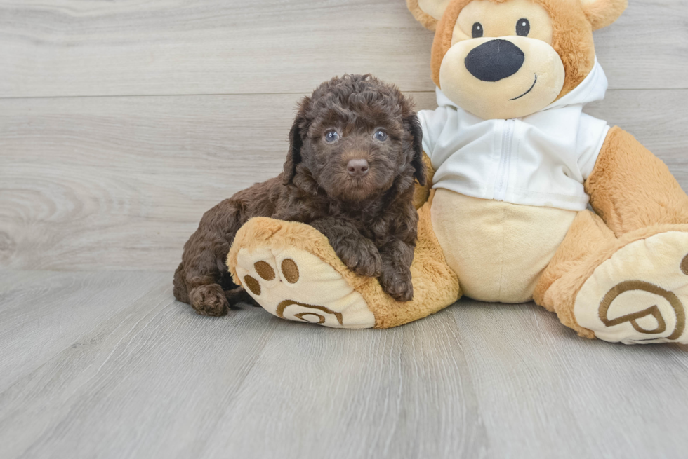 Mini Labradoodle Puppy for Adoption