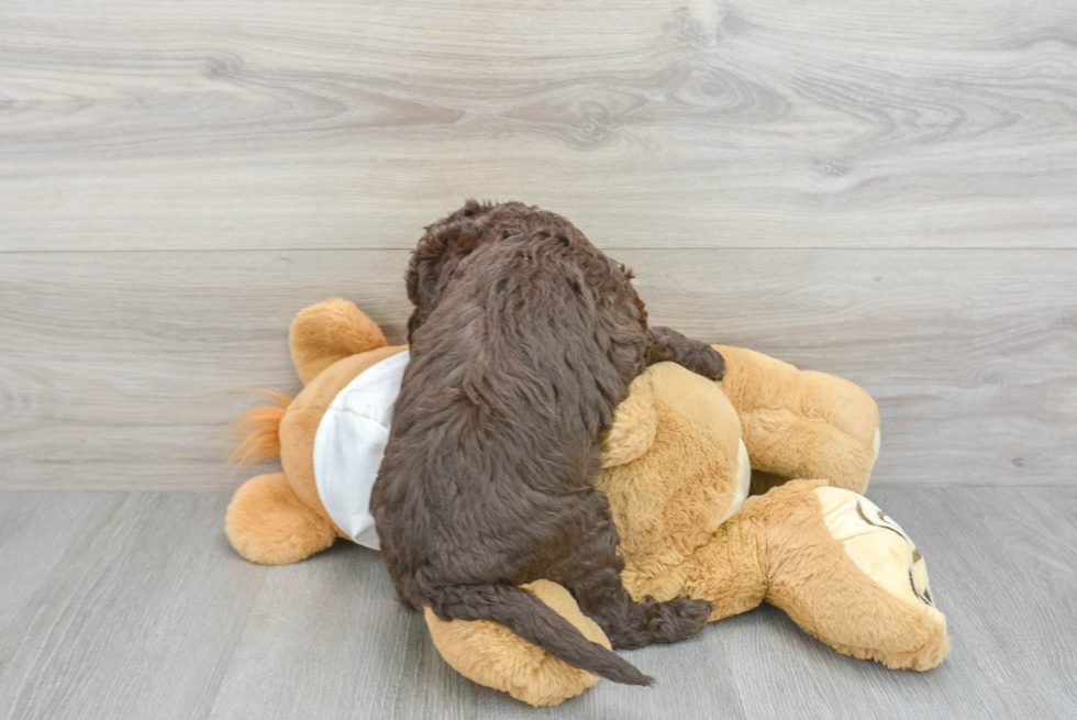 Mini Labradoodle Puppy for Adoption