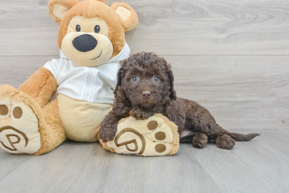 Best Mini Labradoodle Baby