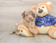 5 week old Mini Labradoodle Puppy For Sale - Lone Star Pups