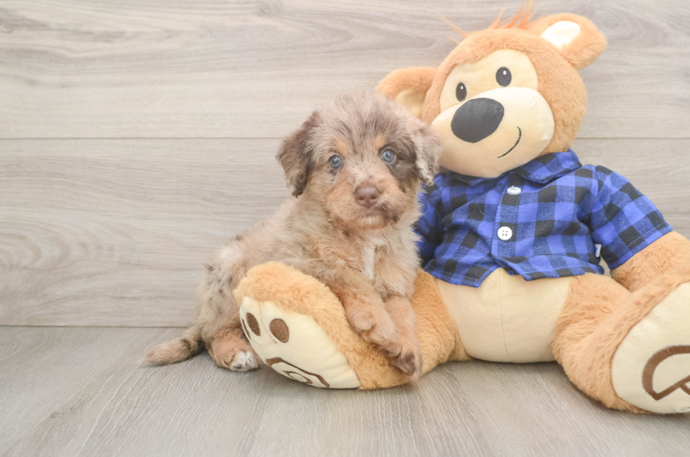 5 week old Mini Labradoodle Puppy For Sale - Lone Star Pups