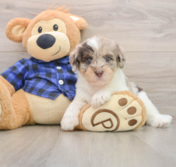 5 week old Mini Labradoodle Puppy For Sale - Lone Star Pups