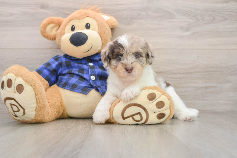 Mini Labradoodle Pup Being Cute