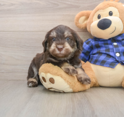 5 week old Mini Labradoodle Puppy For Sale - Lone Star Pups