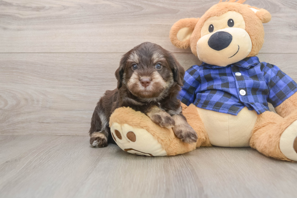 Sweet Mini Labradoodle Baby