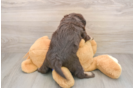 Mini Labradoodle Puppy for Adoption