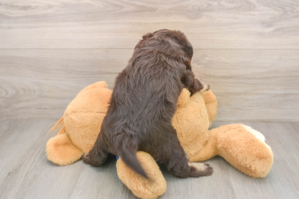 Mini Labradoodle Puppy for Adoption