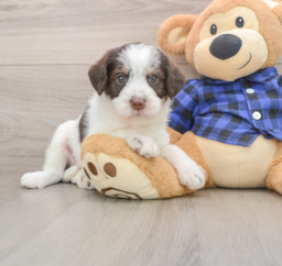 5 week old Mini Labradoodle Puppy For Sale - Lone Star Pups