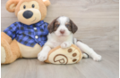 Adorable Labrapoo Poodle Mix Puppy