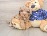 5 week old Mini Labradoodle Puppy For Sale - Lone Star Pups