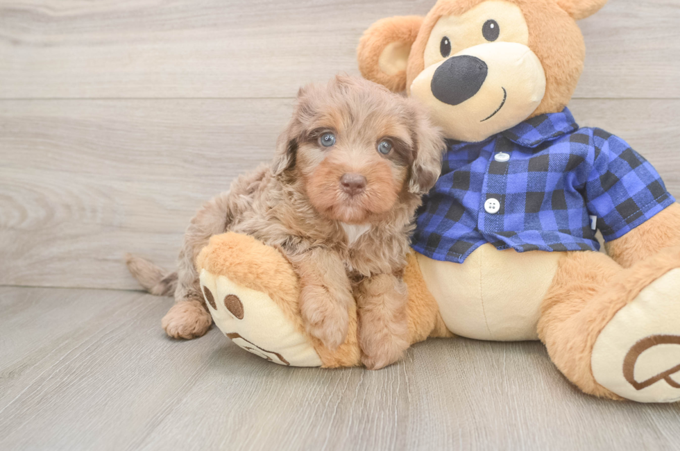 5 week old Mini Labradoodle Puppy For Sale - Lone Star Pups