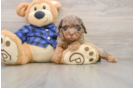 Small Mini Labradoodle Baby