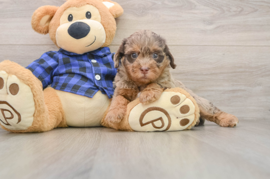 Small Mini Labradoodle Baby