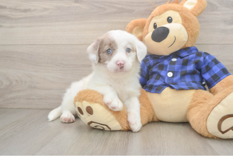Smart Mini Labradoodle Poodle Mix Pup