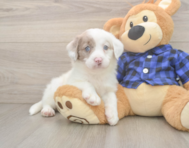 5 week old Mini Labradoodle Puppy For Sale - Lone Star Pups