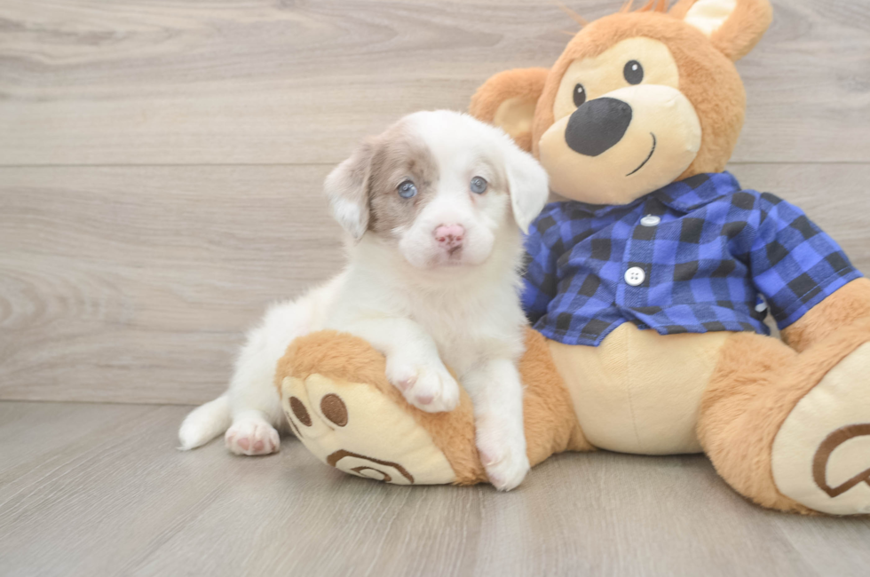 5 week old Mini Labradoodle Puppy For Sale - Lone Star Pups