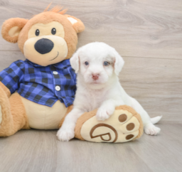 5 week old Mini Labradoodle Puppy For Sale - Lone Star Pups