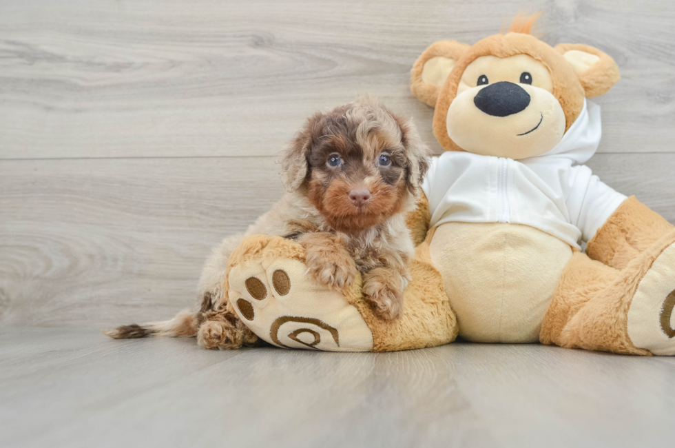 6 week old Mini Labradoodle Puppy For Sale - Lone Star Pups