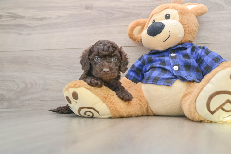 Mini Labradoodle Pup Being Cute