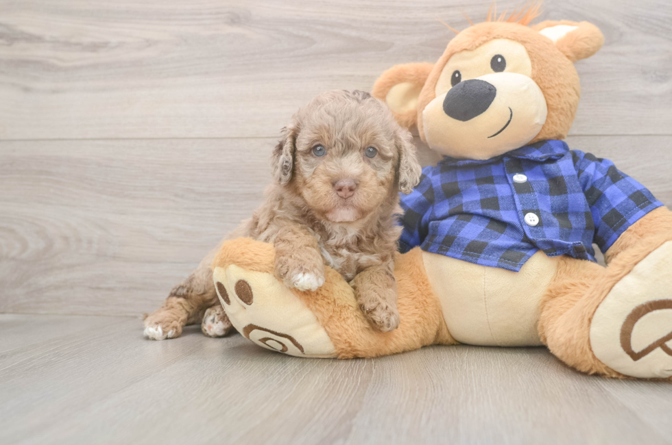 5 week old Mini Labradoodle Puppy For Sale - Lone Star Pups