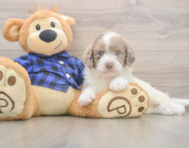 6 week old Mini Labradoodle Puppy For Sale - Lone Star Pups