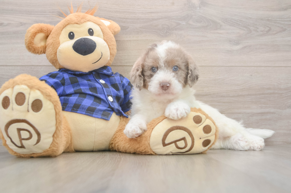 5 week old Mini Labradoodle Puppy For Sale - Lone Star Pups