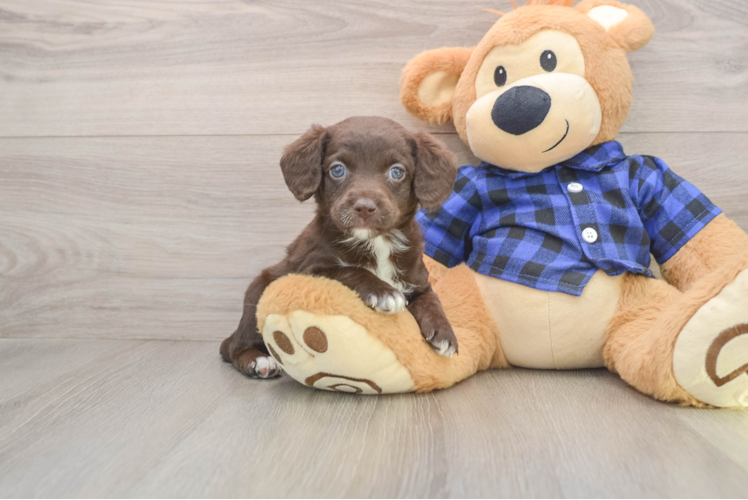 Best Mini Labradoodle Baby