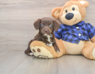 7 week old Mini Labradoodle Puppy For Sale - Lone Star Pups