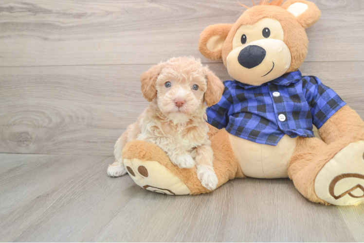 Fluffy Mini Labradoodle Poodle Mix Pup