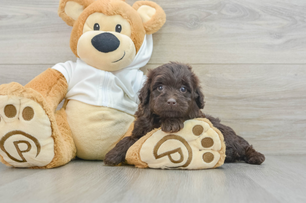 6 week old Mini Labradoodle Puppy For Sale - Lone Star Pups