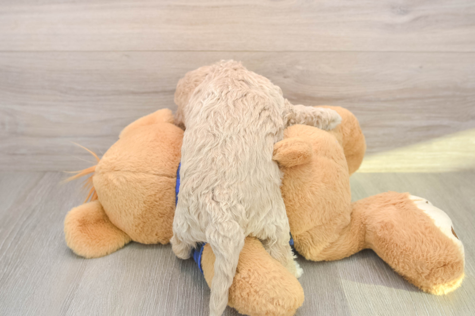 Petite Mini Labradoodle Poodle Mix Pup