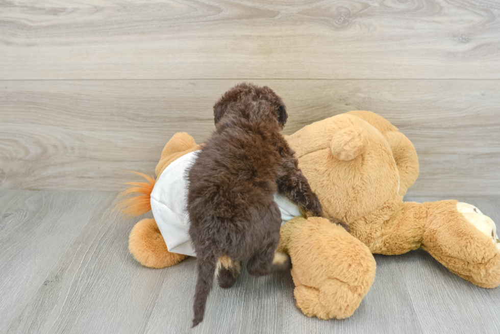 Small Mini Labradoodle Baby