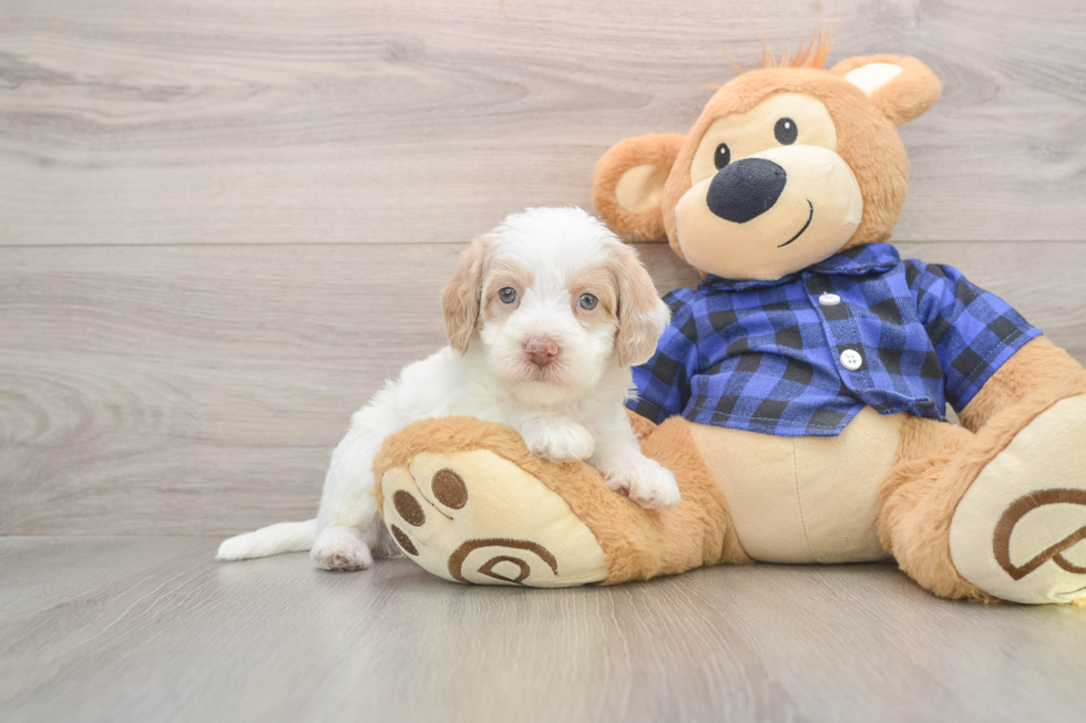 Mini Labradoodle Puppy for Adoption