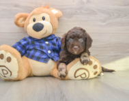 7 week old Mini Labradoodle Puppy For Sale - Lone Star Pups