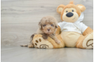 Mini Labradoodle Puppy for Adoption