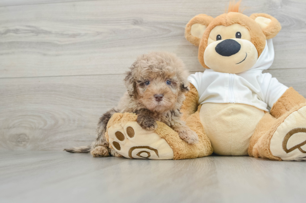 6 week old Mini Labradoodle Puppy For Sale - Lone Star Pups