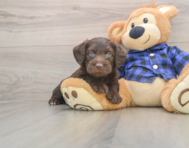 7 week old Mini Labradoodle Puppy For Sale - Lone Star Pups