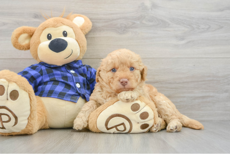 Petite Mini Labradoodle Poodle Mix Pup