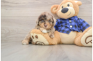 Cute Mini Labradoodle Baby