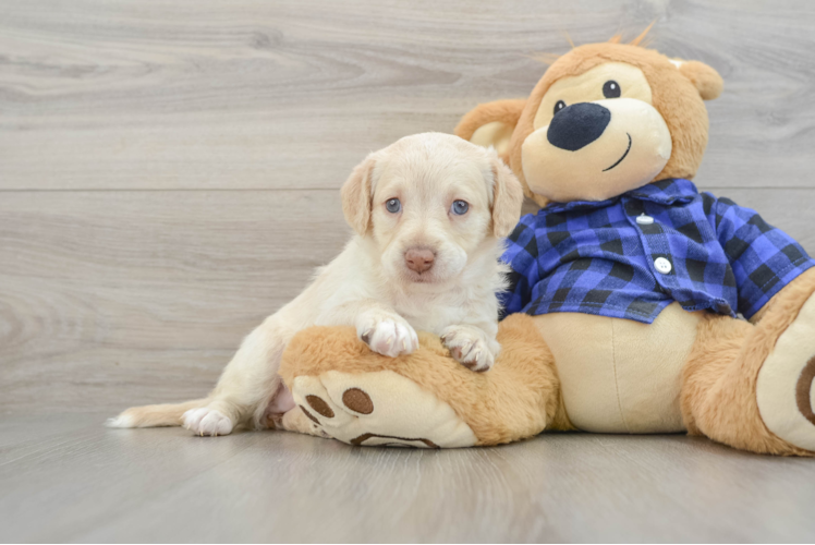 Mini Labradoodle Pup Being Cute