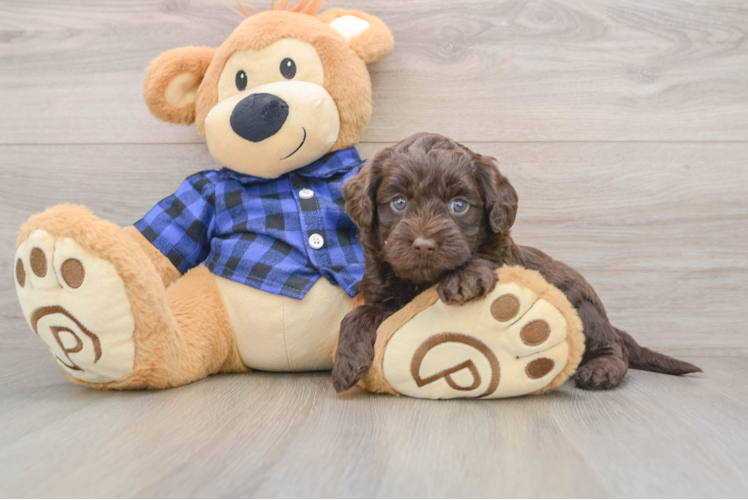 Sweet Mini Labradoodle Baby