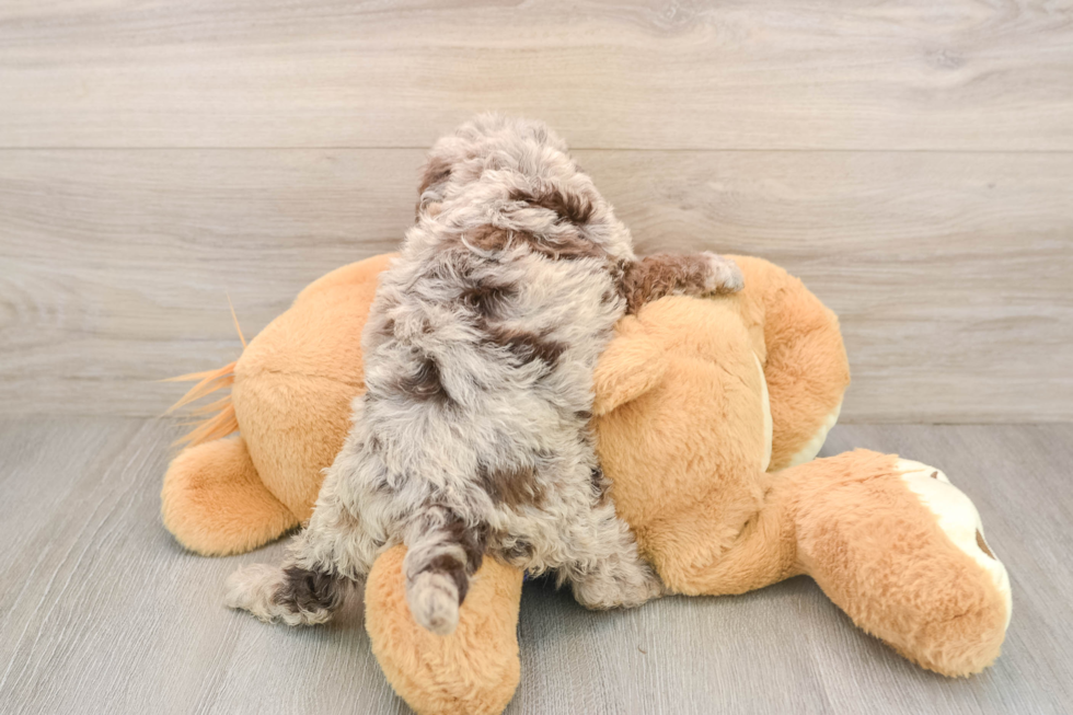 Best Mini Labradoodle Baby
