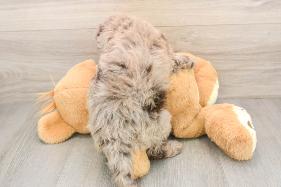 Little Labrapoo Poodle Mix Puppy