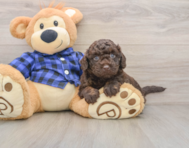 5 week old Mini Labradoodle Puppy For Sale - Lone Star Pups