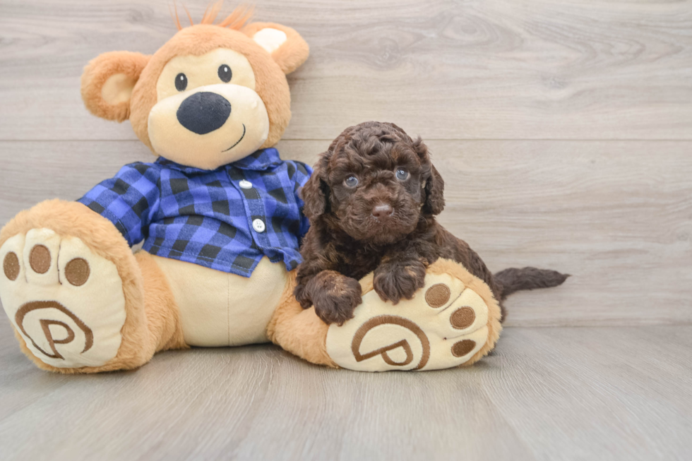 Best Mini Labradoodle Baby