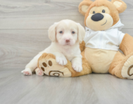 6 week old Mini Labradoodle Puppy For Sale - Lone Star Pups